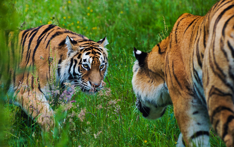 Asia equites: Fidelity versus T. Rowe Price