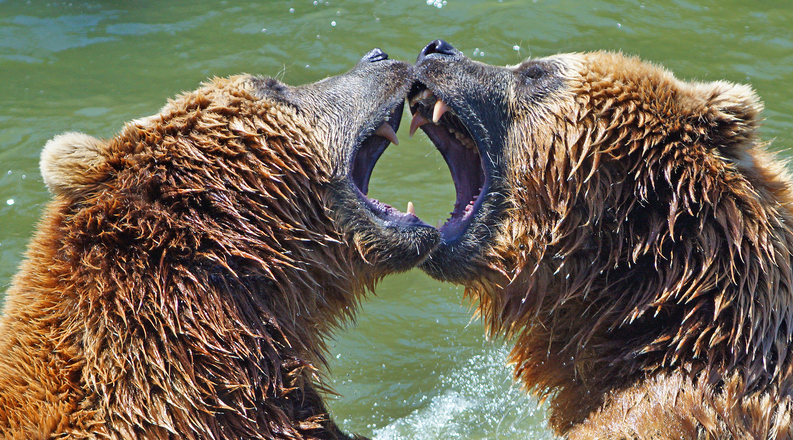 Baillie Gifford versus TRP: Head-to-Head