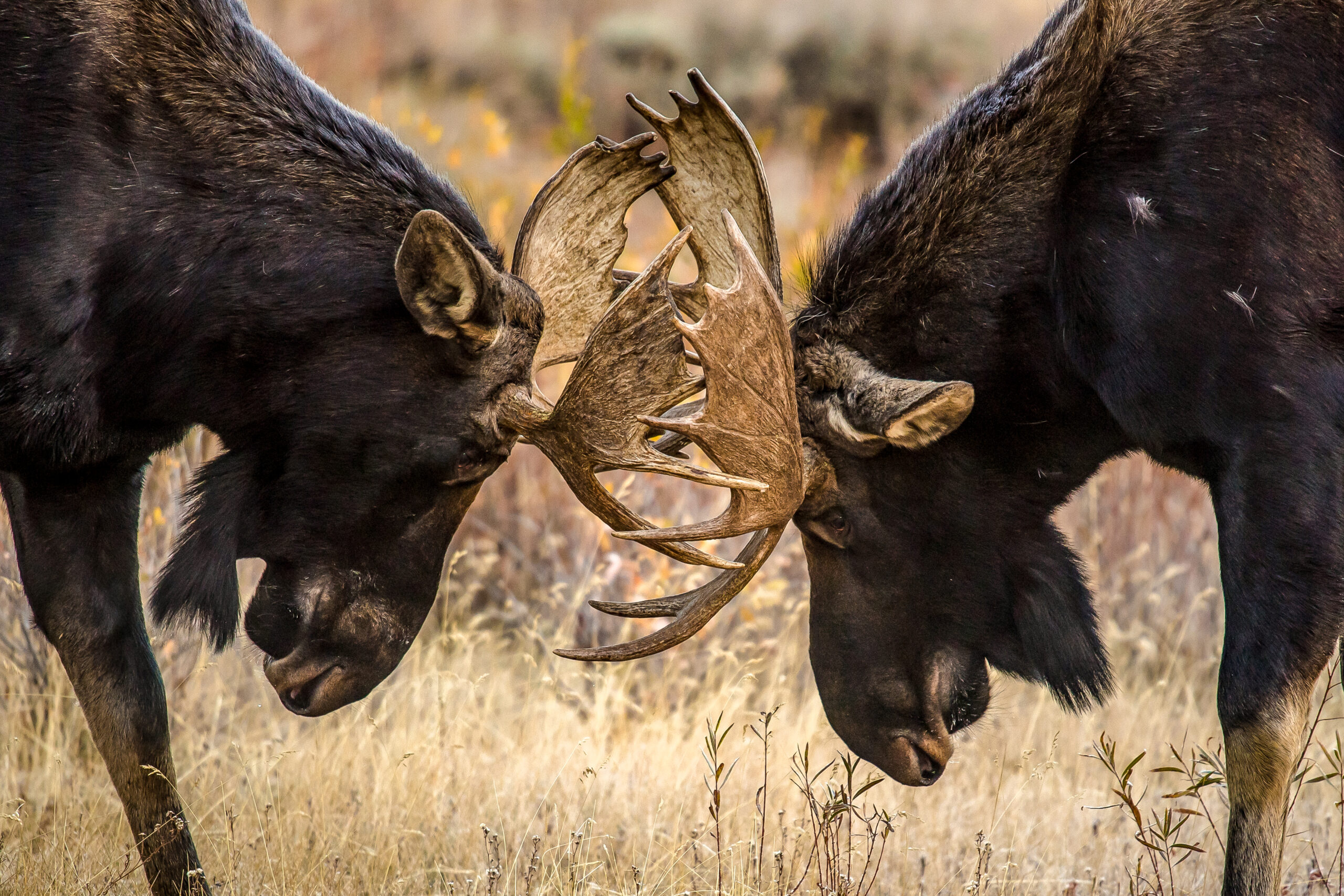 JOHCM Global Opportunities versus GQG Partners Global Equity: Head-to-Head