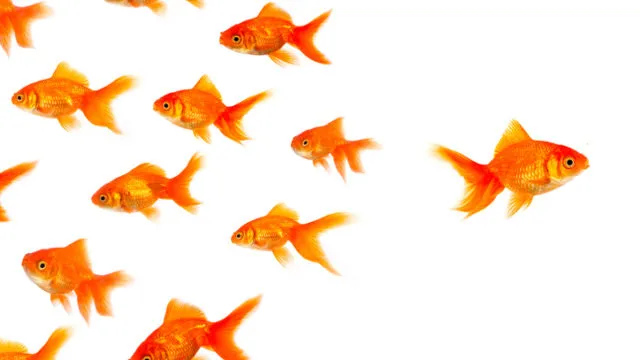 Which China equity funds are contrarian?