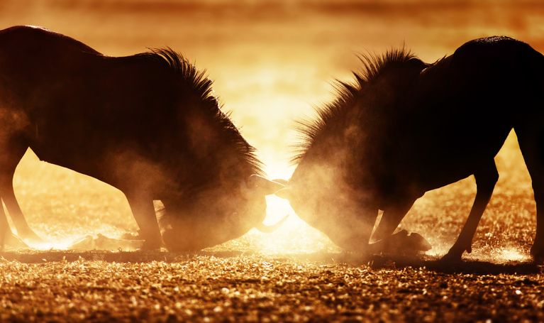 Global high yield: Man versus T. Rowe Price - Fund Selector Asia