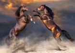 HEAD-TO-HEAD: Tianhong vs JP Morgan