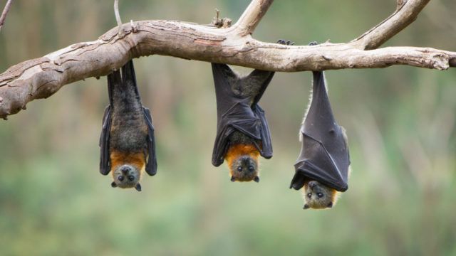 Can funds outperform BATs?