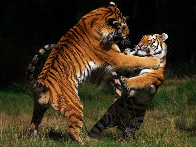 Asia ex-Japan equities: Fidelity versus Schroders