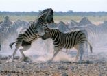 Zebra’s fighting in Namibia’s Etosha National Park, Africa
