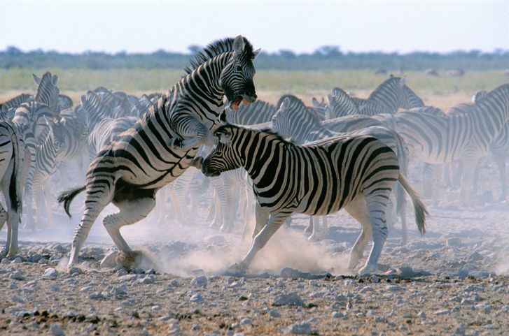 Zebra’s fighting in Namibia’s Etosha National Park, Africa