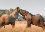 Fighting African elephants in the savannah.