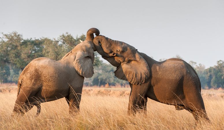 Fighting African elephants in the savannah.