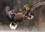 White-tailed Eagles fighting