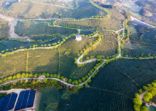 Aerial view of tea plantation in china, Asia