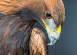 Golden Eagle profile portrait