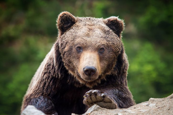 Brown bear (Ursus arctos) portrait in forest