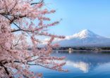 Mount fuji at Lake kawaguchiko with cherry blossom in Yamanashi near Tokyo, Japan.