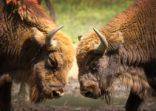 two males european bisons fighting