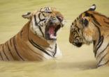 Adult Indochinese tigers fight in the water.