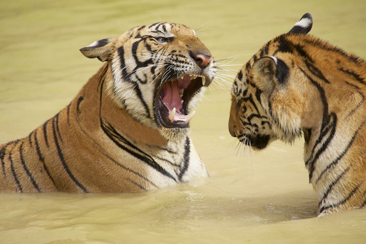 BlackRock versus Fidelity: Head-to-Head