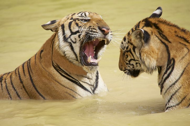 Adult Indochinese tigers fight in the water.