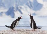 Antarctica gentoo penguins fighting