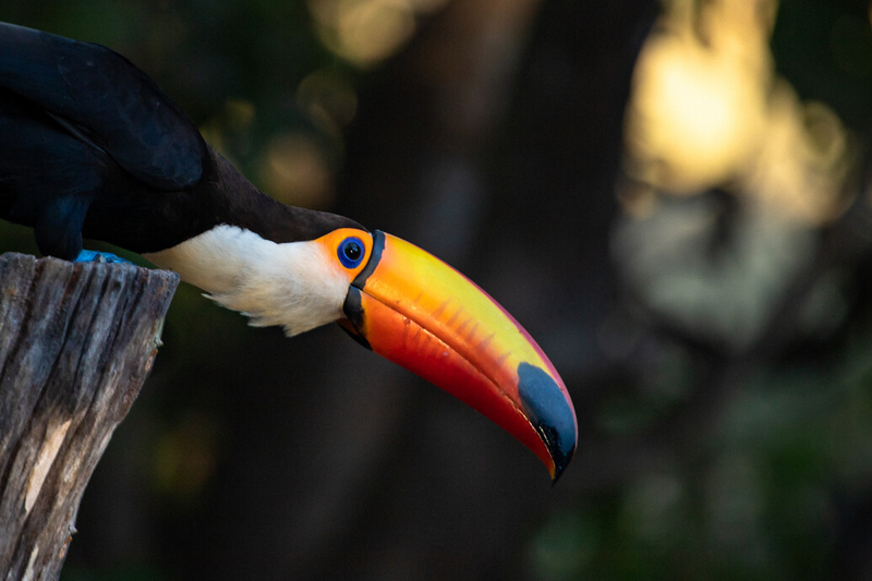 Impact opportunities: investing to limit biodiversity loss