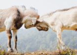 Himalayan goats fighting at the field