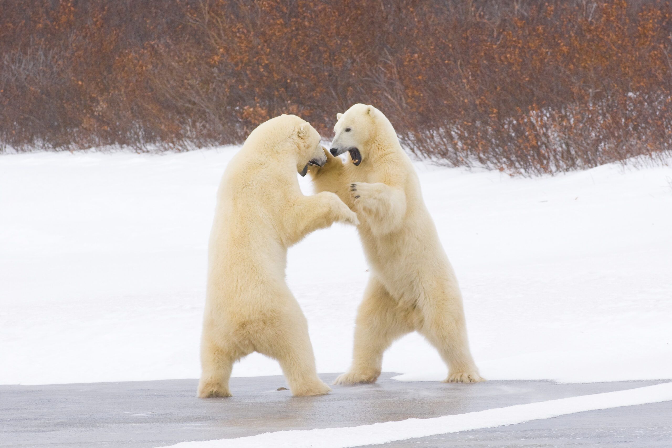 Polar bears.