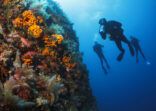 Underwater  Scuba divers enjoy  Explore  reef   Sea life  Sea sponge