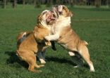 English Bulldog, Male and Female fighting
