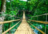 Bamboo hanging bridge over river in tropic forest