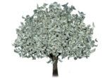 Money tree with dollars instead of leaves on a white background. The concept of financial growth, passive income, dividends.