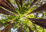 Looking up in a Coastal Redwood forest (Sequoia Sempervirens), converging tree trunks surrounded by evergreen foliage, Purisima Creek Redwoods Preserve, Santa Cruz Mountains, San Francisco bay area