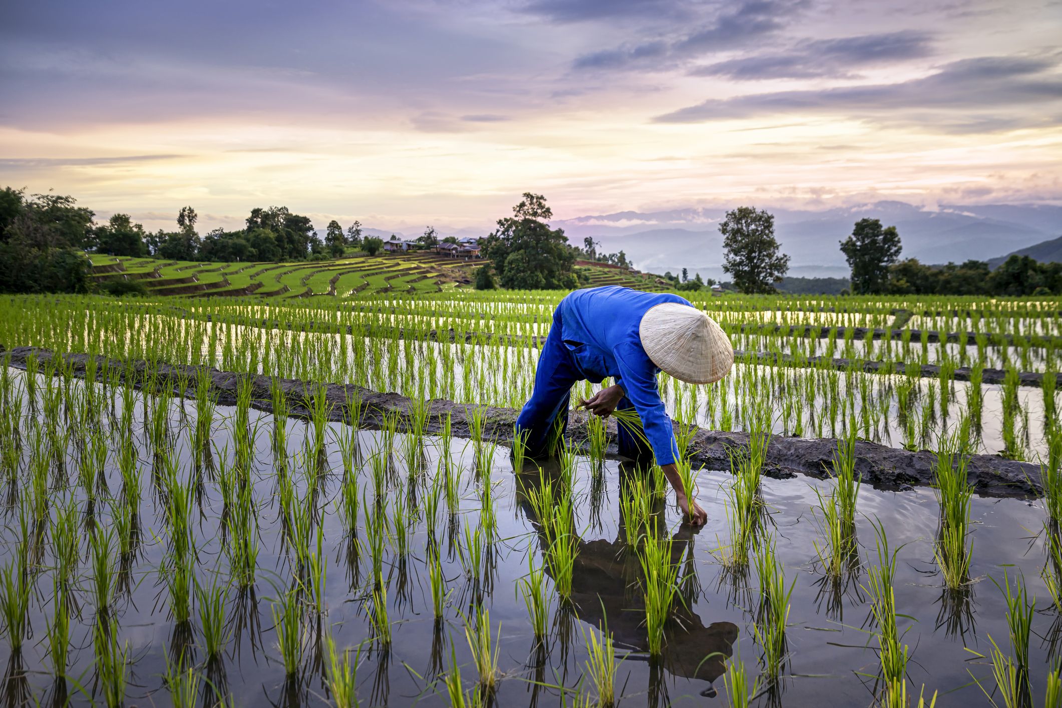 Farmers farming on rice terraces. Ban Pa Bong Piang Northern region in Mae Chaem District Chiangmai Province That has the most beautiful rice terraces in Thailand.