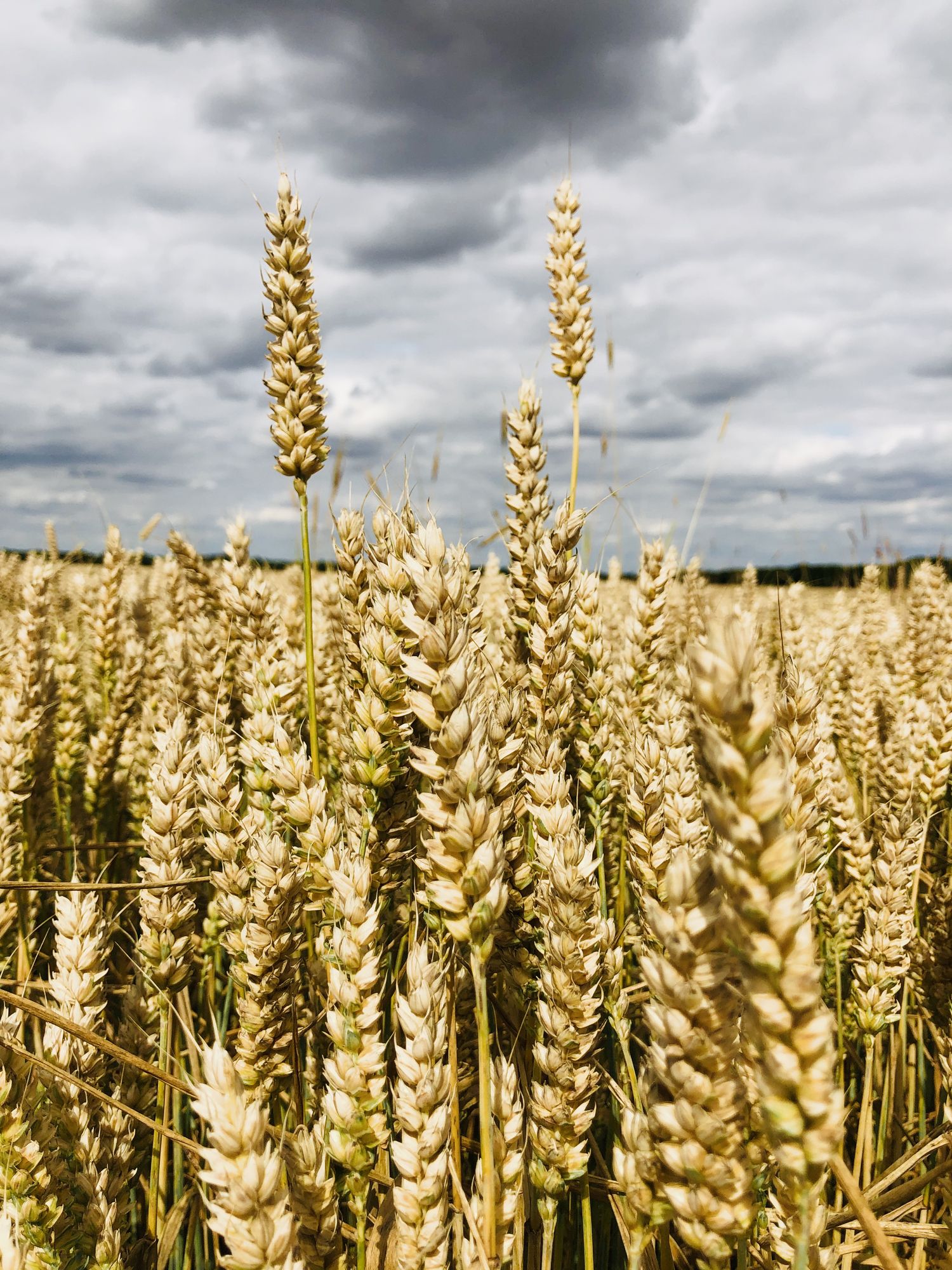 Close up of a wheat field. Ripe ears of corn ready to harvest