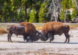 American Bison fighting for superiority