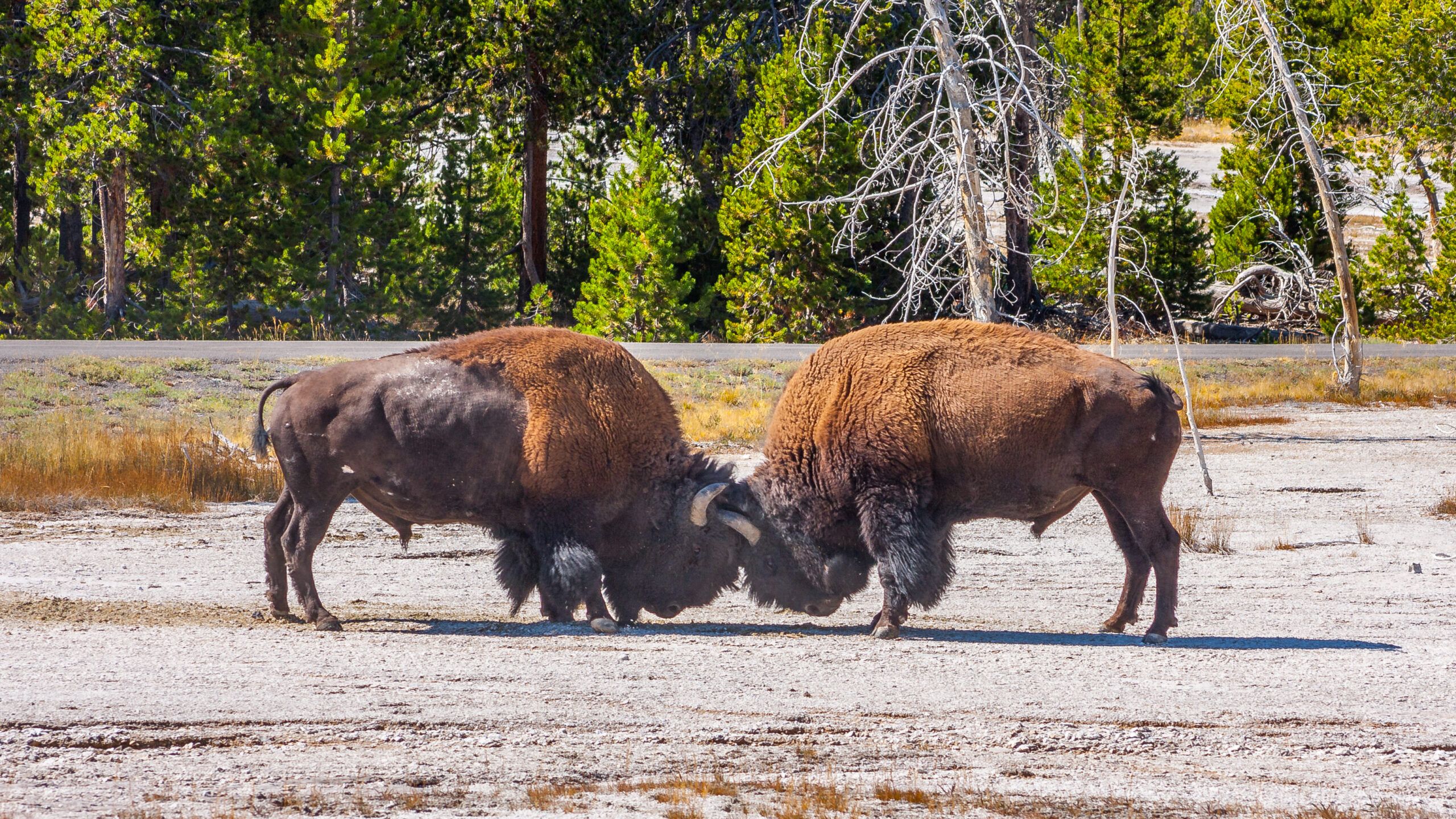 American Bison fighting for superiority