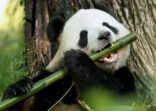 China to allow GSS panda bonds issuance