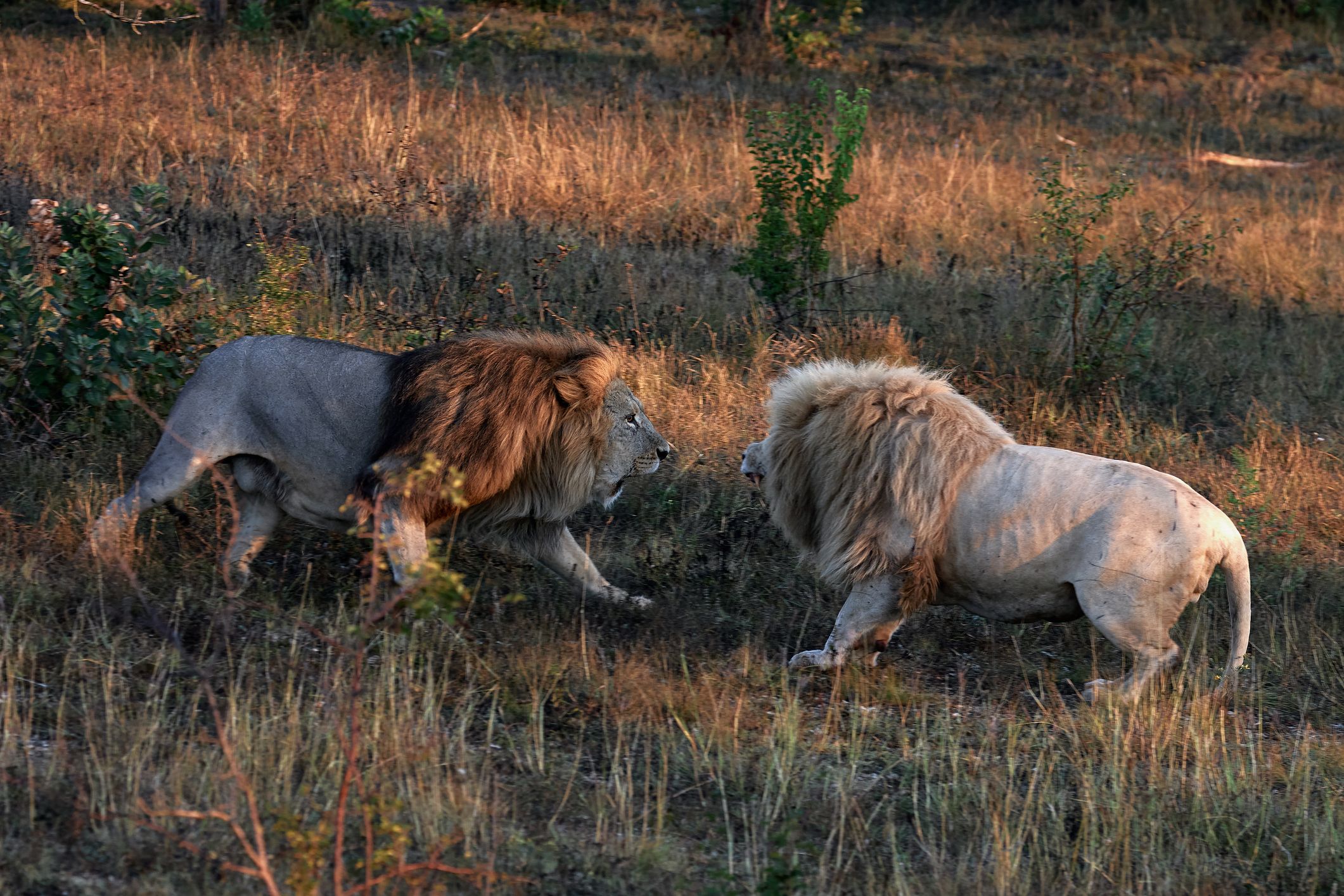 Lions fight for leadership. Battle of the Males