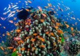 Schools of colorful tropical fish swimming around corals on a tropical reef in Asia