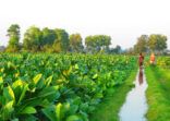 Watering the Tobacco Fields