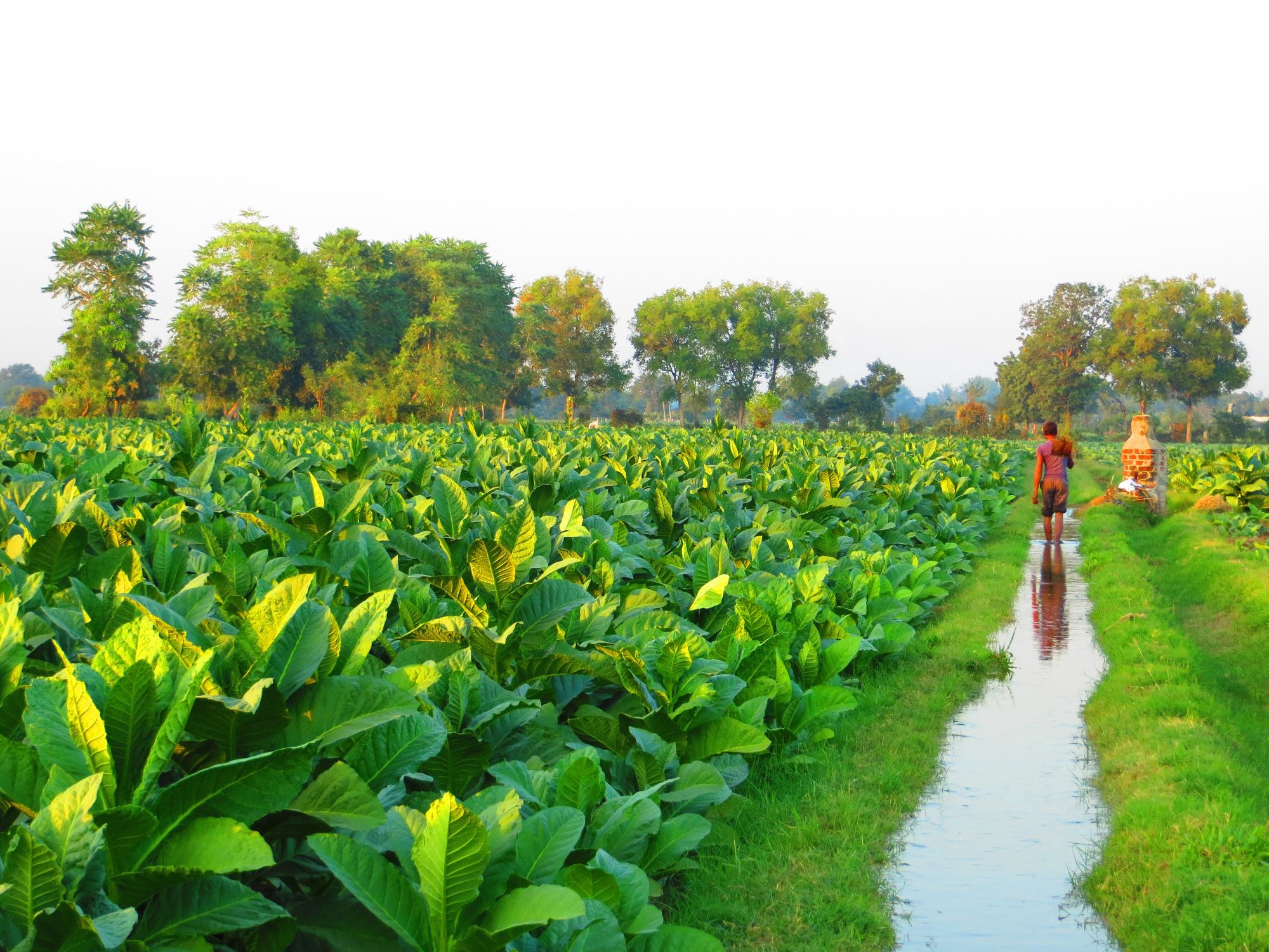 Watering the Tobacco Fields