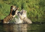 Typical Bengal Tiger (Panther tigris tigris) and white Bengal Tiger fighting