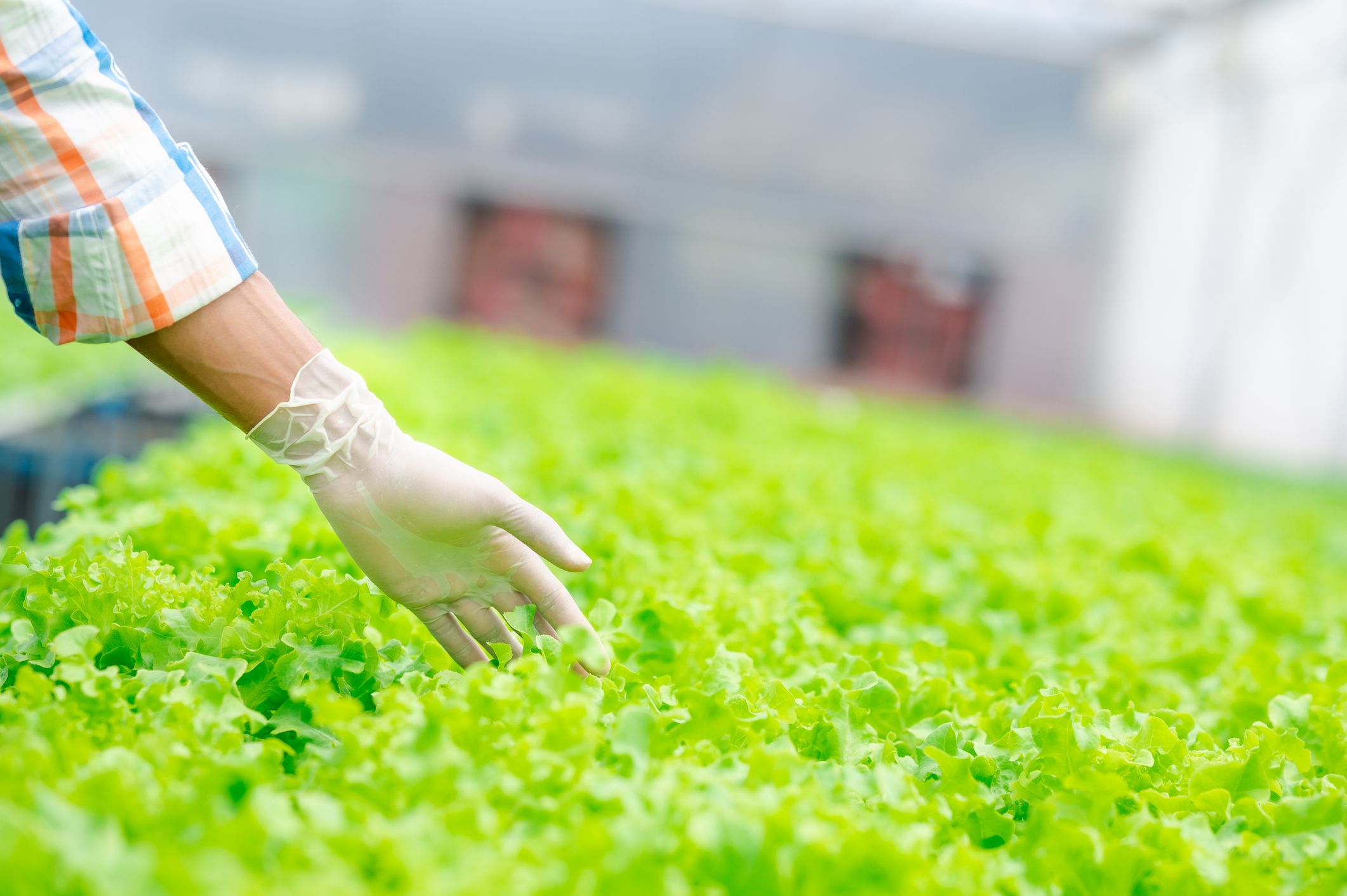 farmer hand ouching fresh lettuce vegetables