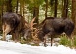 Moose bulls fighting