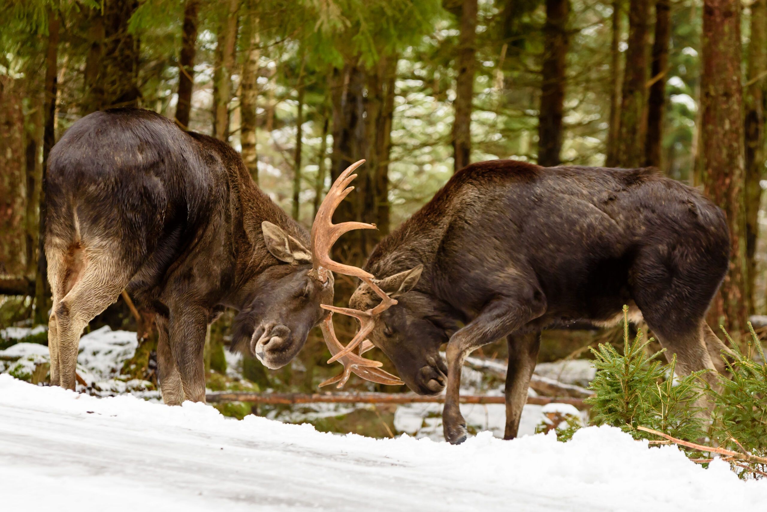 Moose bulls fighting