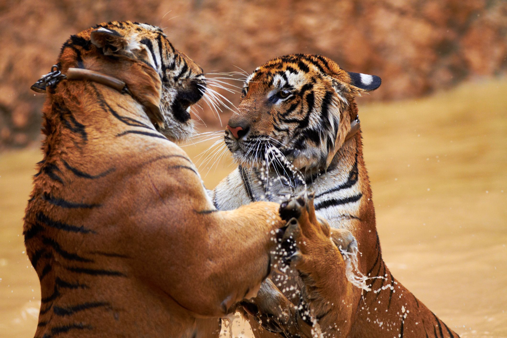 Tigers fighting it out