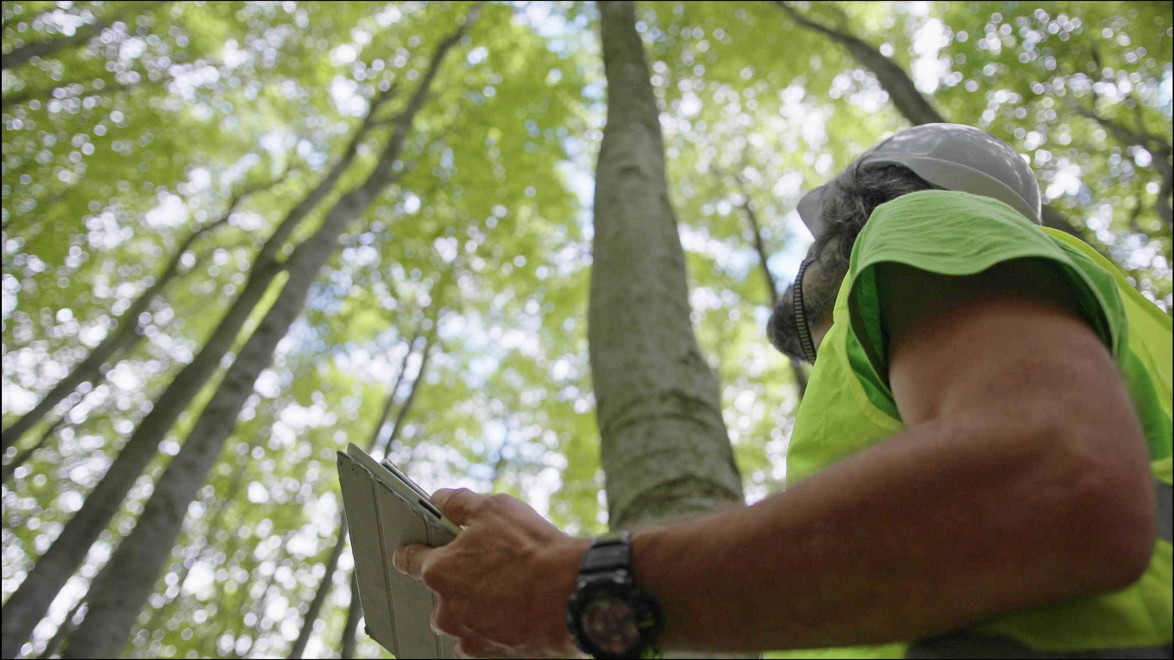 Ecologist on fieldwork. Forester examines trees in their natural condition in the forest and taking samples for in-depth research. Ecosystem care and sustainability.