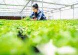 woman harvesting vegetables in hydroponic greenhouse