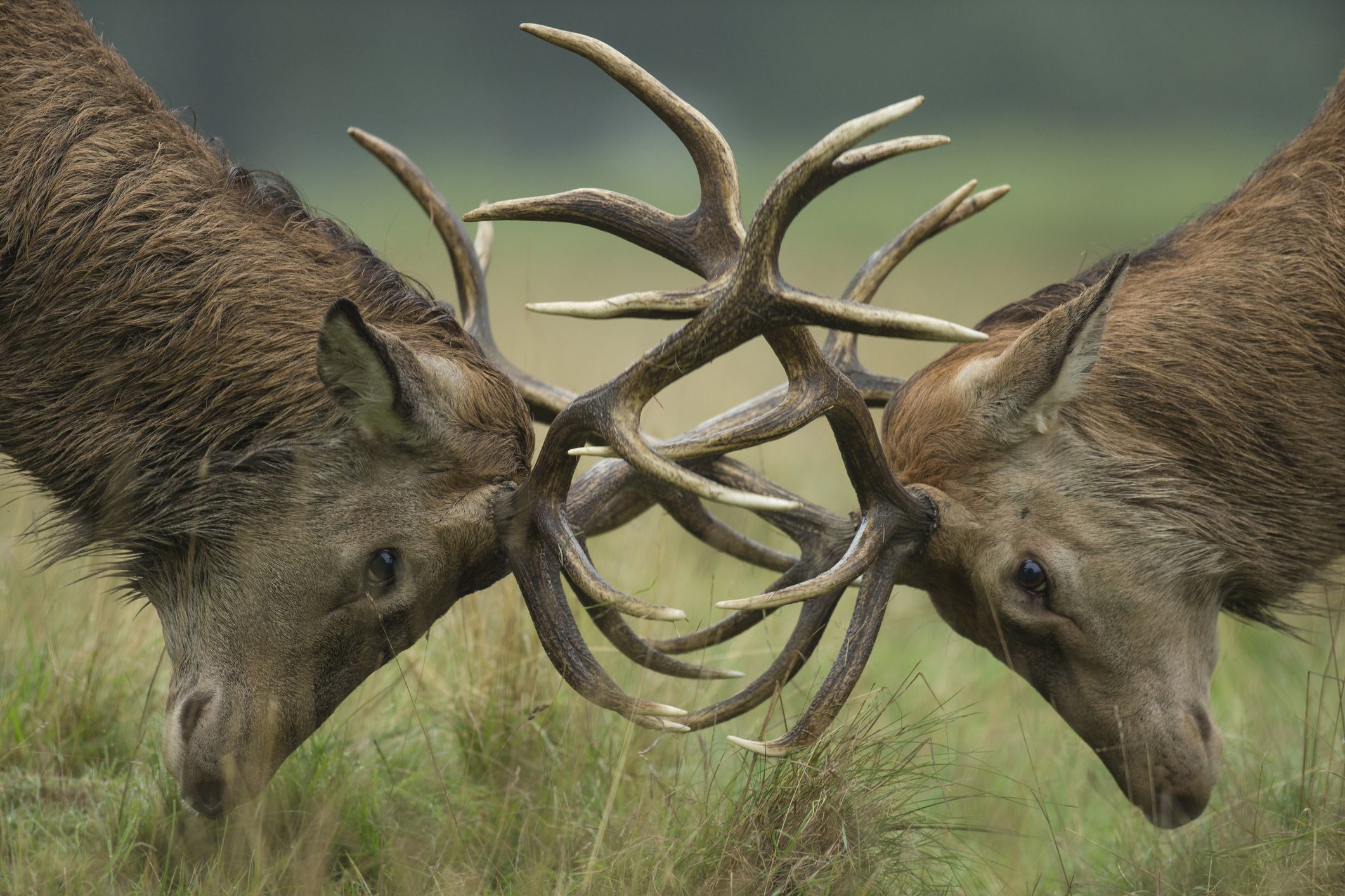 Cervus elaphus, red deer budding antlers