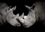 white rhinoceros encounter