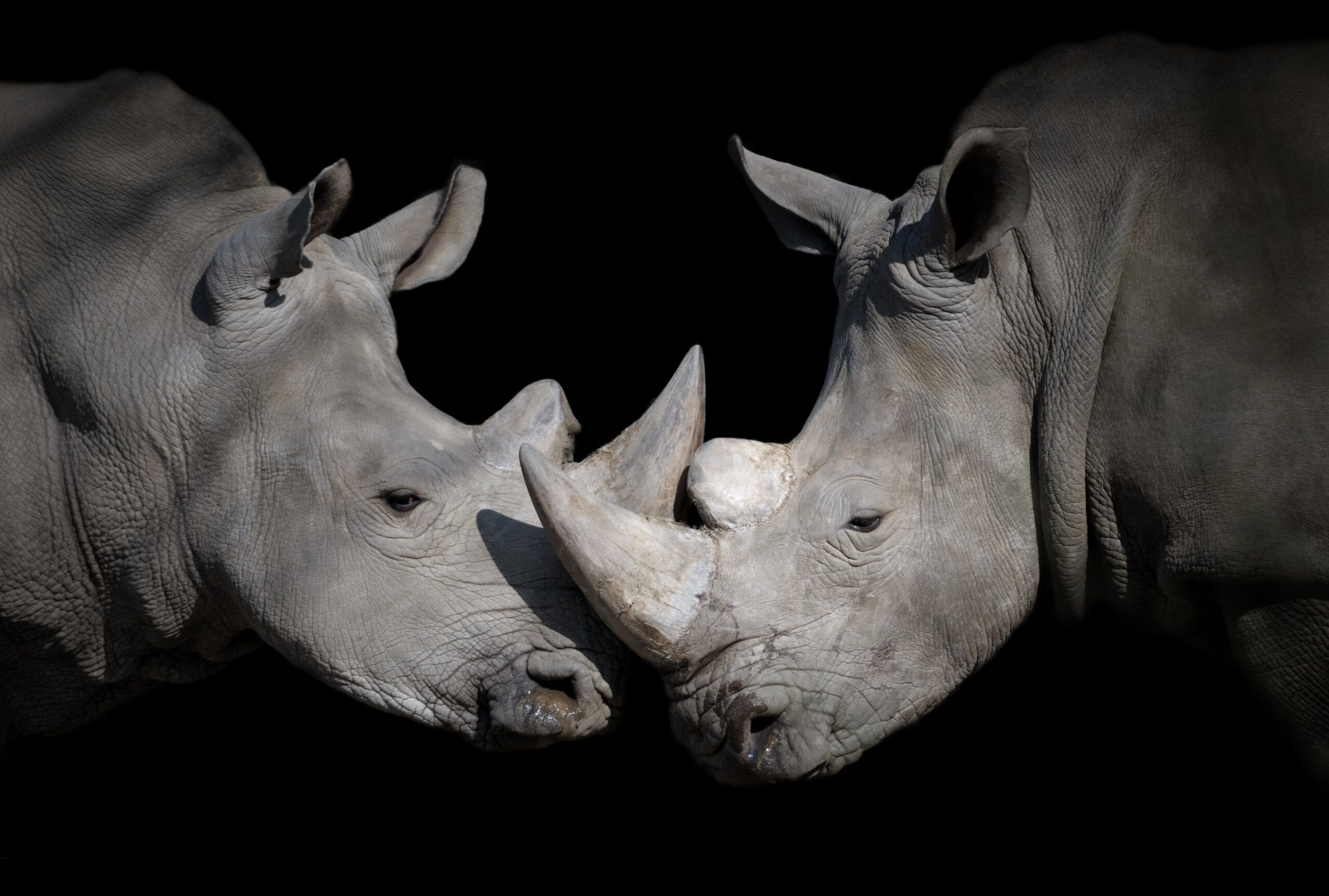 white rhinoceros encounter