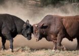 Two large bulls fighting